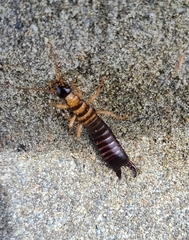 Anisolabis littorea