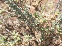 Pentzia incana