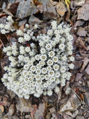 Leucogenes grandiceps