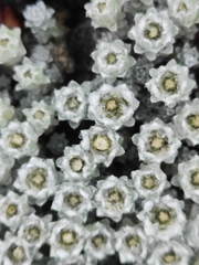 Leucogenes grandiceps