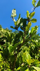 Synsepalum dulcificum