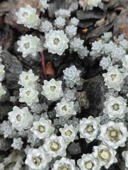 Leucogenes grandiceps