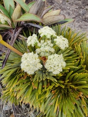 Aciphylla