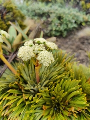 Aciphylla