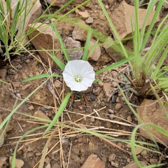 Ipomoea simplex
