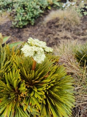 Aciphylla