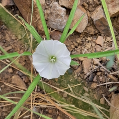 Ipomoea simplex