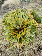 Aciphylla