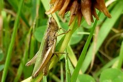 Chorthippus albomarginatus