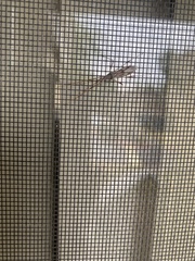 Callibaetis pictus