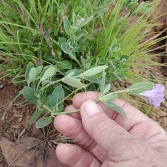 Ruellia cordata