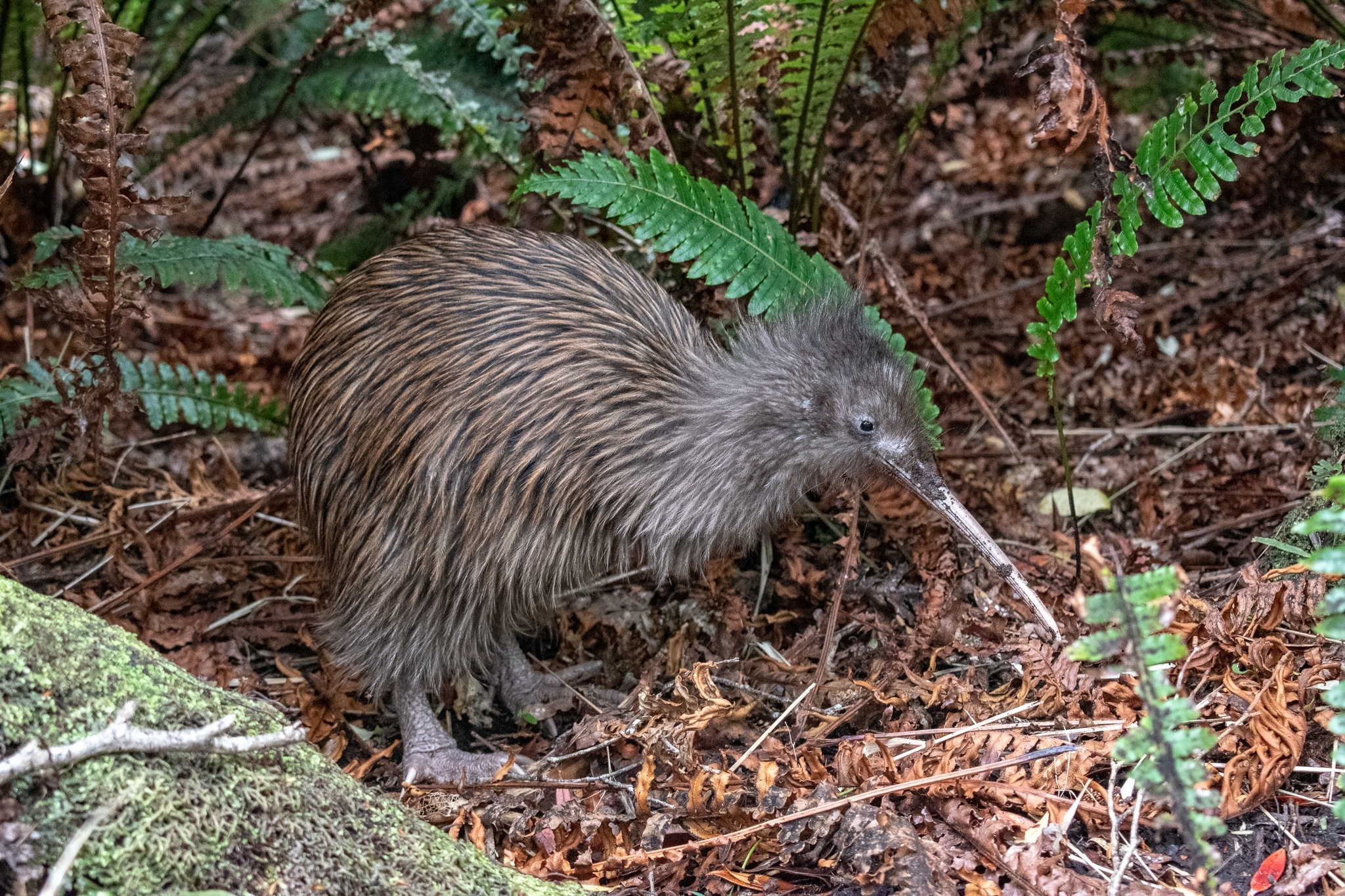 Southern Brown Kiwi (Apteryx australis) · iNaturalist