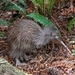 Southern Brown Kiwi - Photo (c) paulinab, some rights reserved (CC BY-NC), uploaded by paulinab