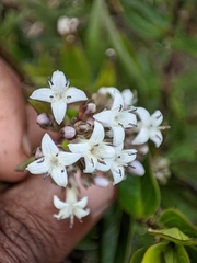Hedyotis