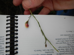 Agalinis strictifolia