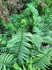 Dryopteris affinis