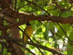 Rubigula flaviventris