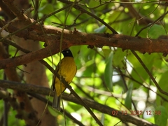 Rubigula flaviventris