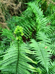 Dryopteris affinis