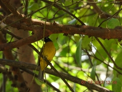 Rubigula flaviventris