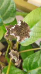 Dorstenia elata