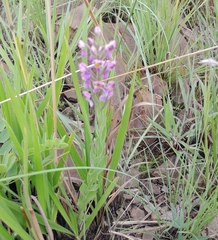 Brachycorythis pubescens