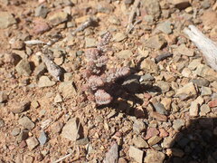 Crassula corallina