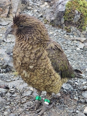 Nestor notabilis