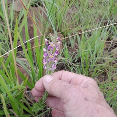 Brachycorythis pubescens