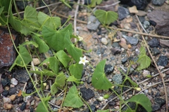 Zehneria cunninghamii