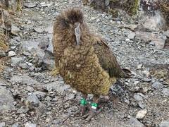 Nestor notabilis
