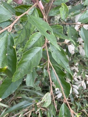 Styrax suberifolius
