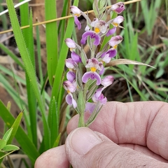 Brachycorythis pubescens