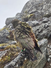 Nestor notabilis