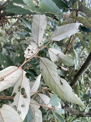 Styrax suberifolius