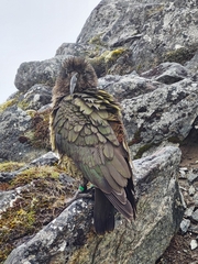 Nestor notabilis