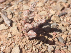 Crassula corallina