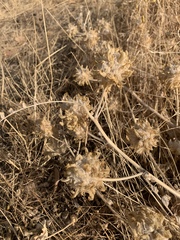 Astragalus kirrindicus