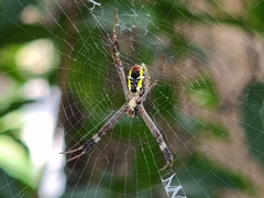 Argiope dang