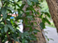 Argiope dang
