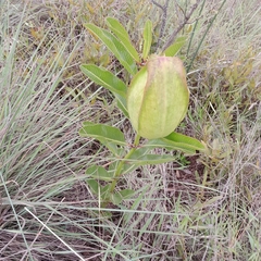 Pachycarpus appendiculatus