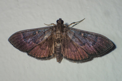 Coptobasis