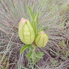 Pachycarpus appendiculatus