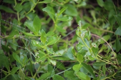 Myoporum boninense