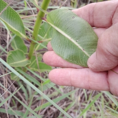 Pachycarpus appendiculatus