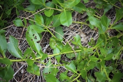 Myoporum boninense