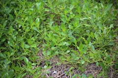 Myoporum boninense