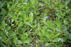 Myoporum boninense