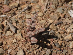 Crassula corallina