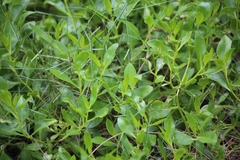Myoporum boninense